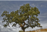 lone tree Country Estates
